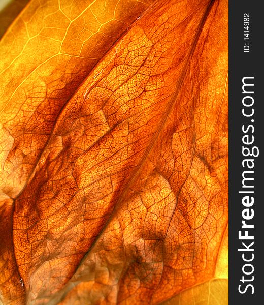 Close up of an autumn  leaf useful for fall backgrounds. Close up of an autumn  leaf useful for fall backgrounds