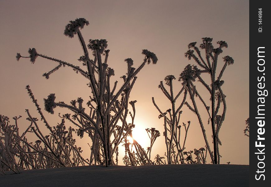 Plants in a snow. Frosty winter morning.