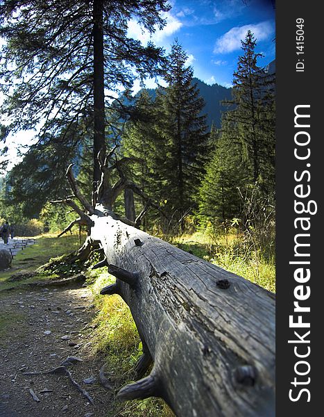 Lying Wood In Mountains