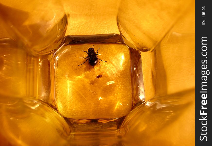Two Flies In Glass