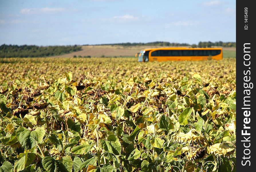 Yellow bus behind the field of sunflowers