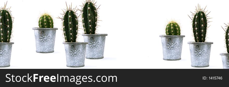 Cactuses in tin pots on white. Cactuses in tin pots on white