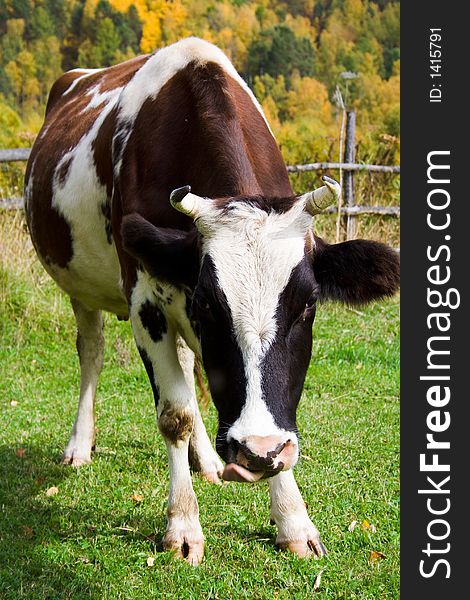 Curious cow on rustic background