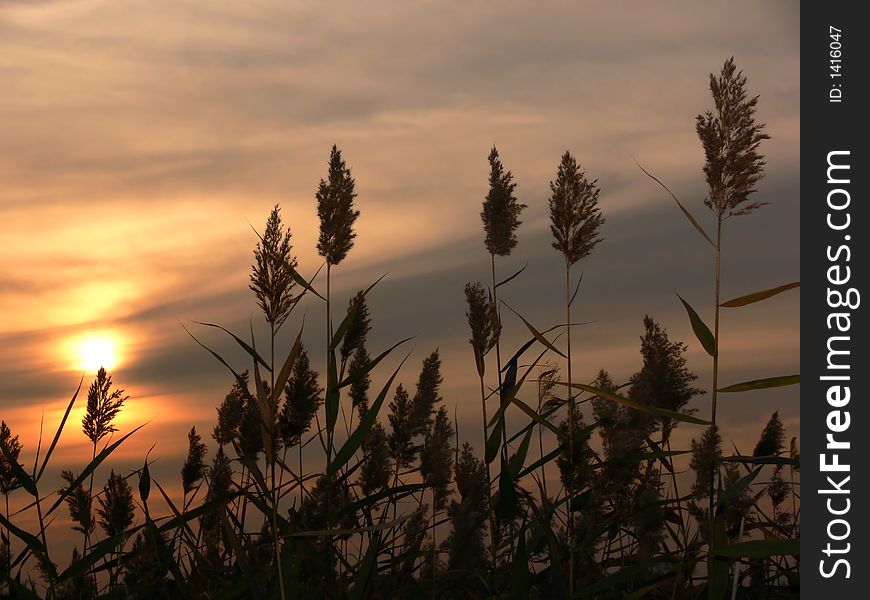 Sunset silhouette through the grass