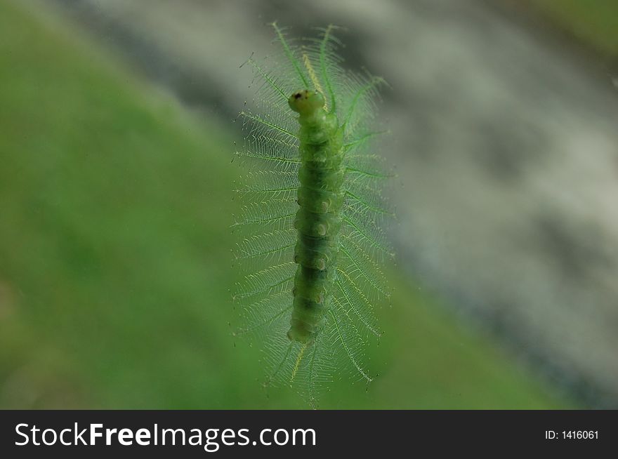 A crawlling green catterpillar .. looks like a leaf.