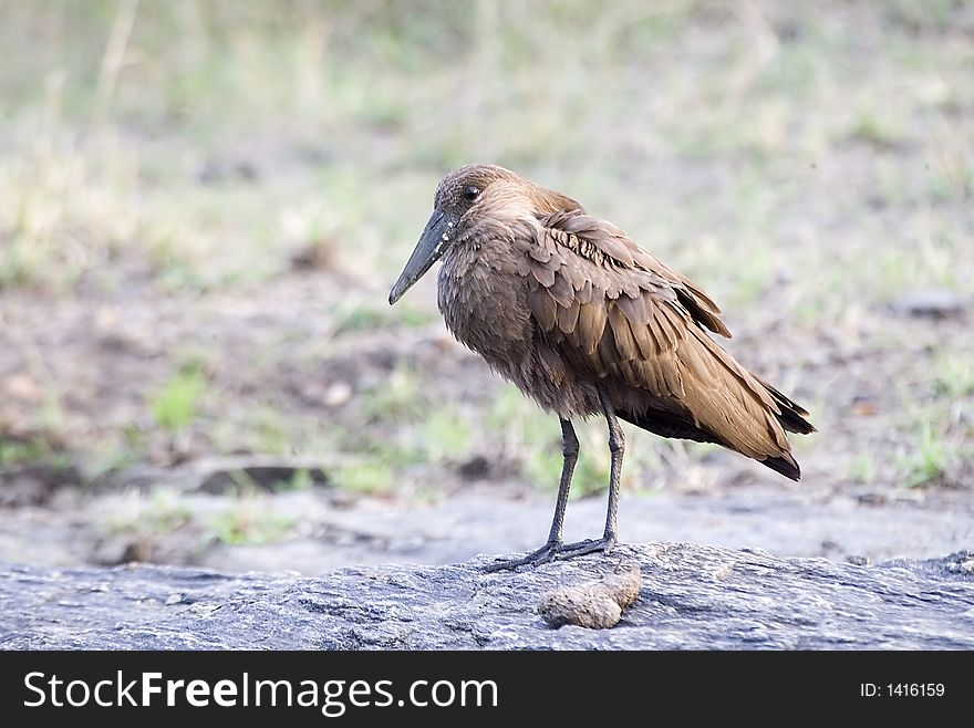 A Hammerkop (gets its name from the resemblance of its head in profile) stands on a rock on the Masai Mara, Kenya plane. A Hammerkop (gets its name from the resemblance of its head in profile) stands on a rock on the Masai Mara, Kenya plane.