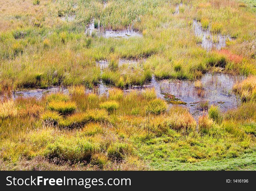 Marshland with thrickets of a grass and windows of water