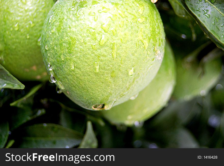 Not mature orange of green color after having rained with water drops