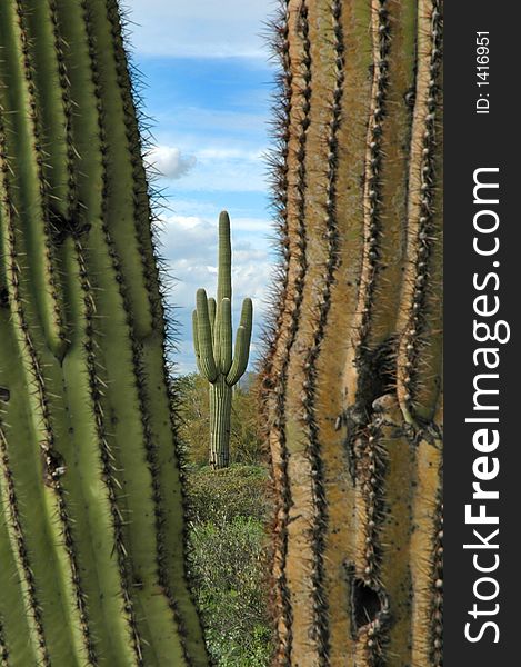 Saguaro cactus in desert with sky and clouds