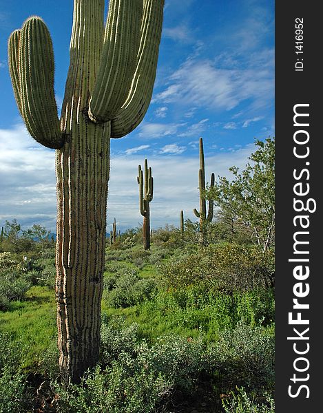 Saguaro cactus in desert with sky and clouds