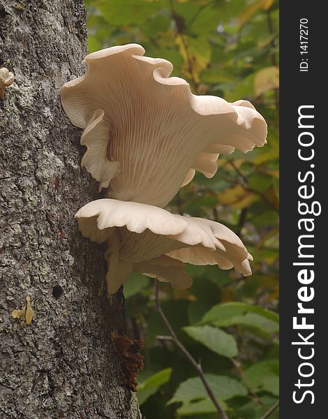 Oyster mushrooms at Windigo - Isle Royale National park