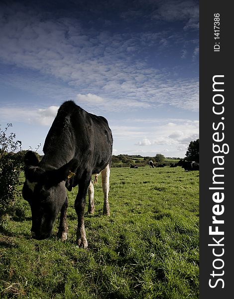 Dairy cows in a meadow, Wirral, England. Dairy cows in a meadow, Wirral, England.