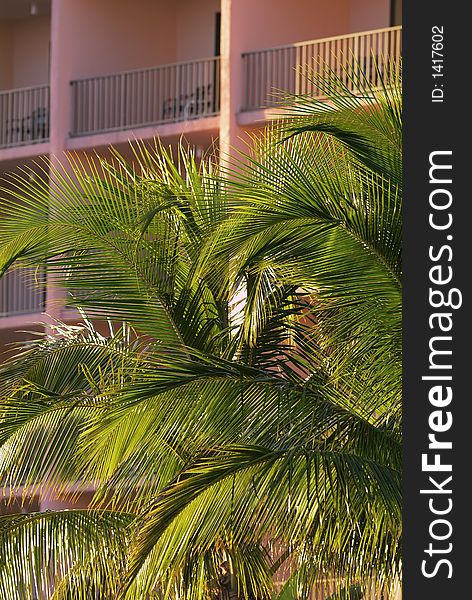 Coconut palms in front of a tropical resort. Coconut palms in front of a tropical resort.