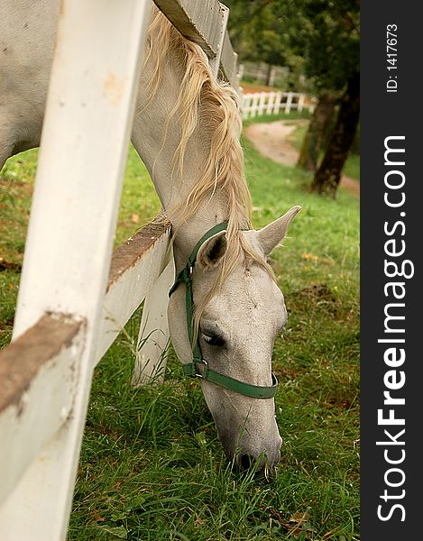 This picture was taken in the White Horses farm in Lupica, Slovenia