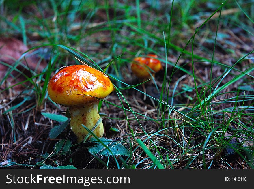 Two wild mushrooms in a field, Italy. Two wild mushrooms in a field, Italy