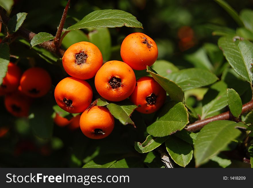 Wild German Berries