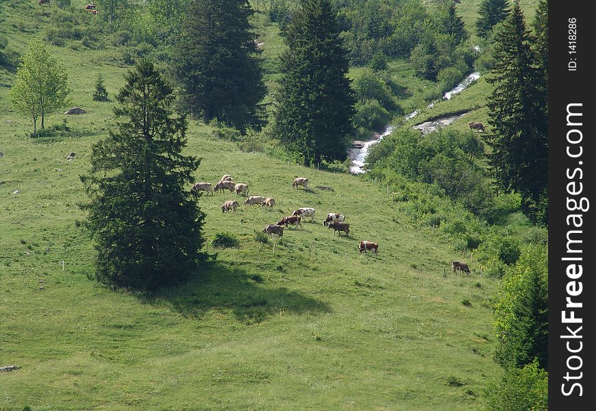 A view of a Griindelwald Wilderness landscape showing a heard of Swiss cows grazing contently. A view of a Griindelwald Wilderness landscape showing a heard of Swiss cows grazing contently.