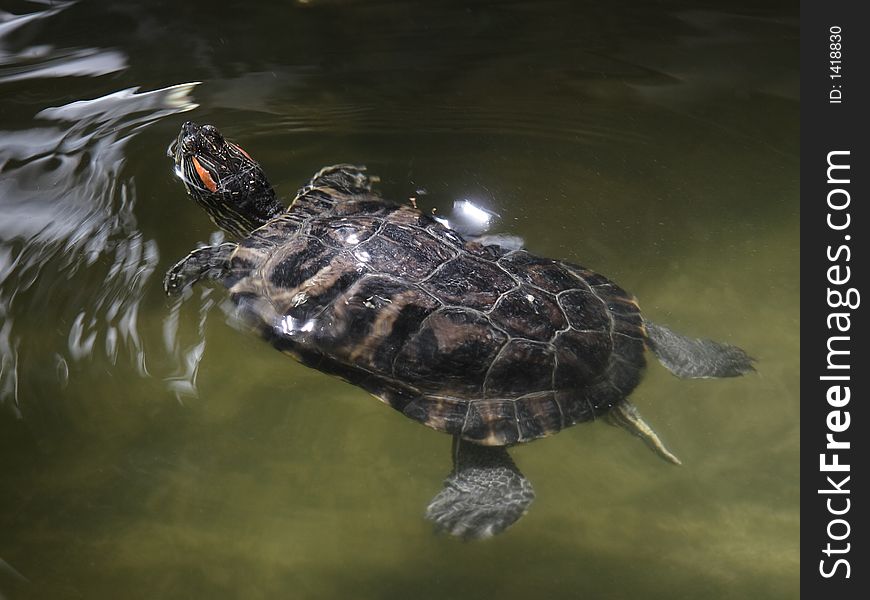 A swimming turtle holds its head above the water