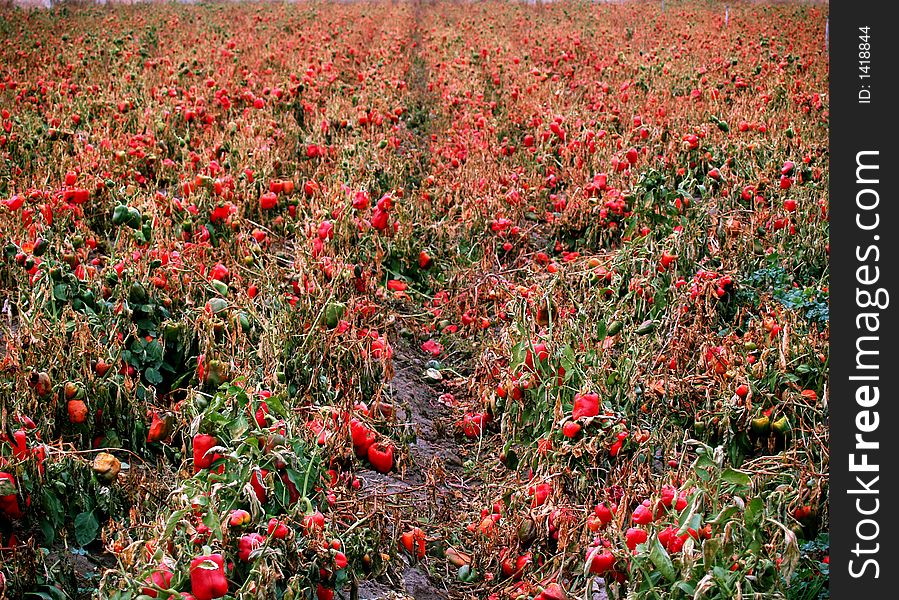 Bell peppers left in a field to rot. Bell peppers left in a field to rot.