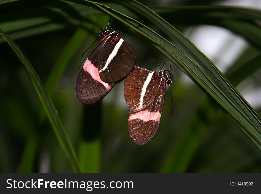 Mating butterflies hanging off leaves