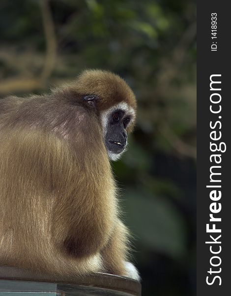 White-handed Gibbon sitting on platform