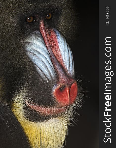 Mandrill Alpha Male