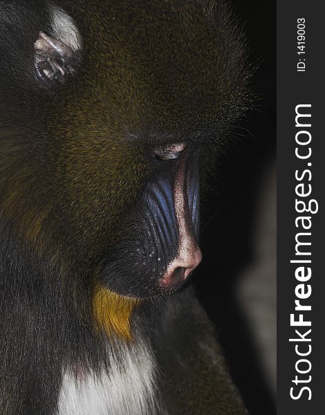 Mandrill- Young Alpha Male