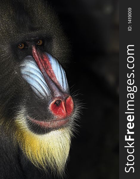 Mandrill Alpha Male