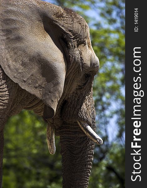 Side view of an elephants head