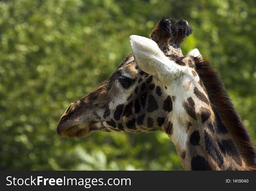 Head of a giraffe against a green forest. Head of a giraffe against a green forest