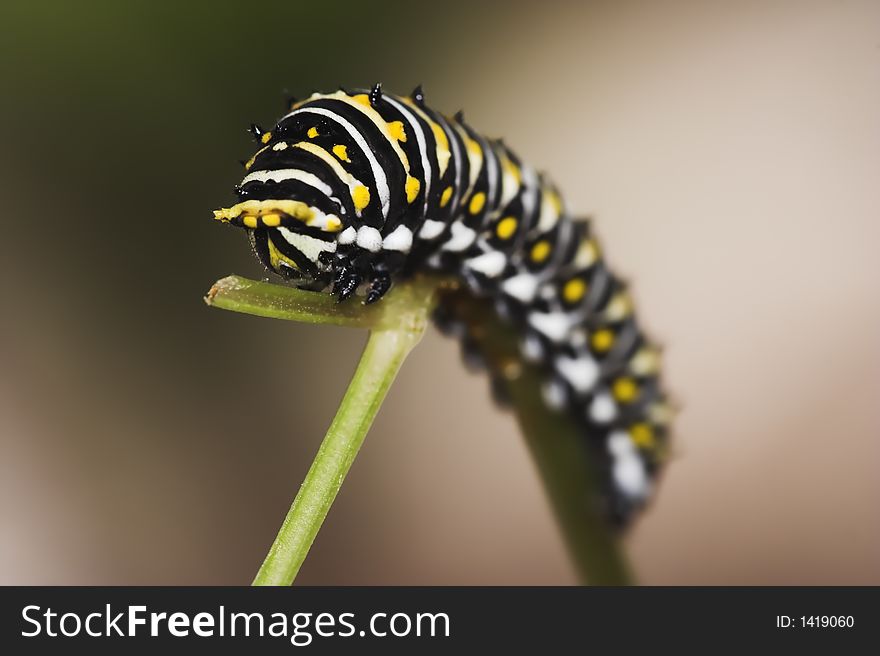 Macro image of a catapillar at the end of a stalk taken with very narrow depth of field