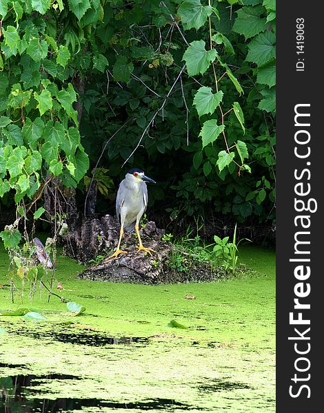 Night crown Heron standing on stump in marsh. Night crown Heron standing on stump in marsh