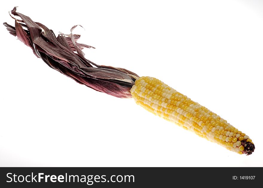Photo of Corn - Thanksgiving / Fall Related