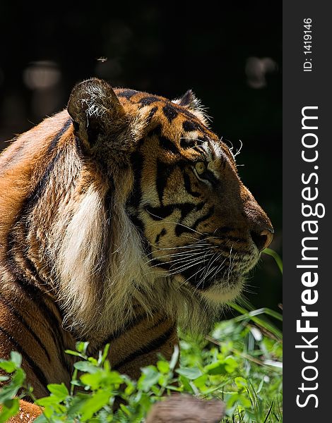Sumatran tiger sunning in the grass