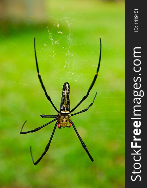 Big spider upside down on web.