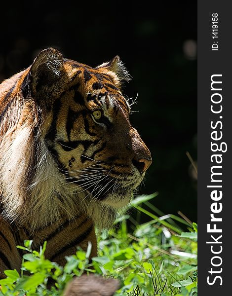 Side view of a Sumatran tiger