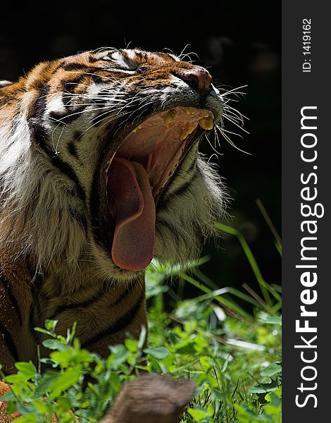 Sumatran Tiger Yawning showing his tounge