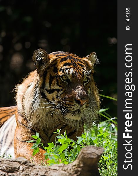 Sumatran tiger lying in the sun