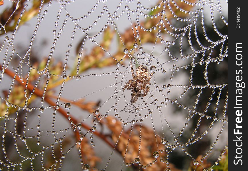 Rest of the jeweller. Morning dew on a web and a spider.