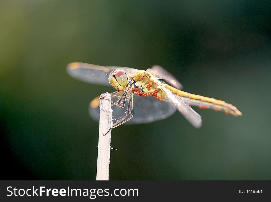 Dragonfly on blade on dark background