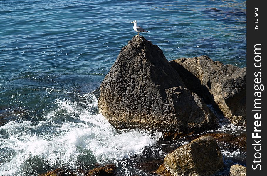 Marine landscape with seagull on the rock