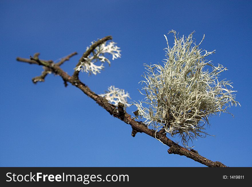 Cladonia Rangiferina