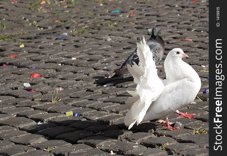 White pigeon making wheel on the sidewalk