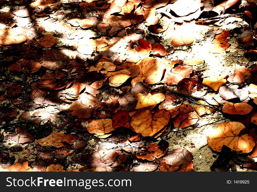 Sunlight hits cattered leaves on the floor outside the baths of the British Virgin Islands. Sunlight hits cattered leaves on the floor outside the baths of the British Virgin Islands.