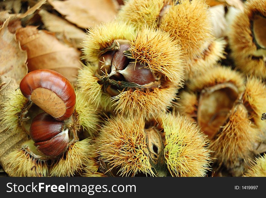 Close-up of chestnuts on a leaves and shells background ready to be collected. Close-up of chestnuts on a leaves and shells background ready to be collected.