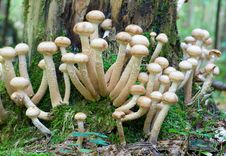 Agaric Honey Fungus On Stump Royalty Free Stock Images Agaric Honey Fungus On Stump Royalty Free Stock Images