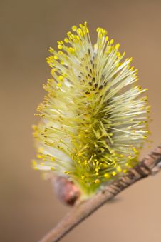 Blossoming Pussy-willow Royalty Free Stock Image