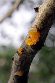 Jelly Fungus Growing On A Tree Branch Royalty Free Stock Image
