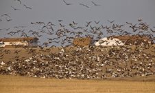 Snow Geese And Whie Fronted Geese Canada In Flight Royalty Free Stock Photos Snow Geese And Whie Fronted Geese Canada In Flight Royalty Free Stock Photos