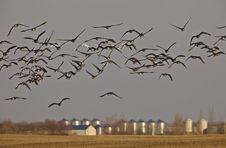 Snow Geese And Whie Fronted Geese Canada In Flight Stock Photography Snow Geese And Whie Fronted Geese Canada In Flight Stock Photography